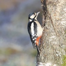 Great spotted woodpecker (Dendrocopus major), female, foraging on the trunk of a common birch