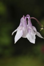 Columbine (Aquilegia vulgaris), pink flower at the edge of a forest, close-up, in spring,
