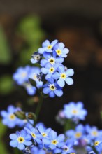 Marsh forget-me-not (Myosotis palustris), true forget-me-not in bloom in spring, Wilnsdorf, North