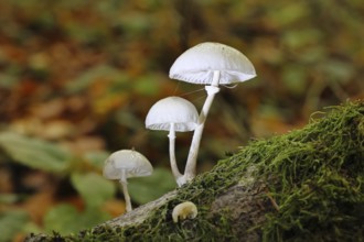 Ringed beech slime beetle (Oudemansiella mucida), on beech deadwood, Wilnsdorf, North