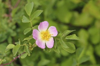 Dog rose (Rosa canina), dog rose, flower, North Rhine-Westphalia, Germany