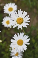 Daisy (Leucanthemum vulgare), several flowers in a meadow, close-up, macro, Wilnsdorf, North
