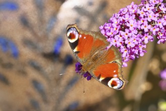 Peacock butterfly (Inachis io) sucking nectar on butterfly bush (Buddleja davidii), in a natural
