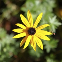 Yellow coneflower (Echinacea paradoxa), yellow flower in a garden, Wilnsdorf, North