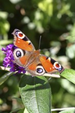Peacock butterfly (Inachis io) sucking nectar on butterfly bush (Buddleja davidii), in a natural