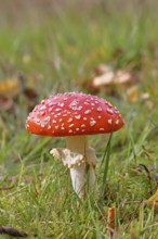 Red fly agaric (Amanita muscaria), fruiting body, in a meadow, close-up, Wilnsdorf, North