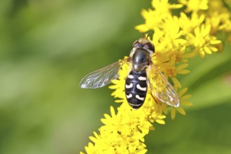 Scaeva pyrastri (Scaeva pyrastri), on Solidago canadensis (Solidago canadensis), Wilnsdorf, North