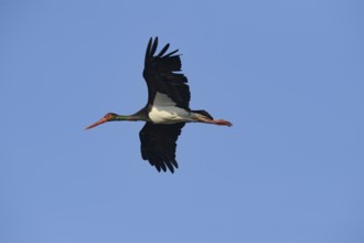 Black stork (Ciconia nigra) flying, A black stork flies in the clear sky, spreading its wings wide,