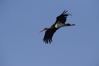 Black stork (Ciconia nigra) flying, A black stork flies in the clear sky, spreading its wings,