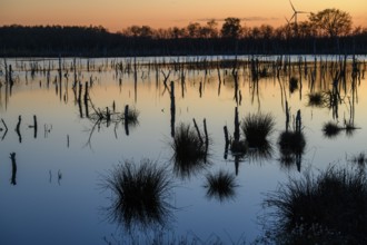 Picturesque moor landscape at sunset with water and soft colors, rewetting of a raised moor Climate