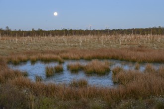 Moon over extensive moor landscape with water areas and plants, birch forest (Betula pendula) in