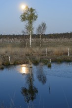 Moon over birch trees with reflection in the water in a quiet landscape, birch forest (Betula