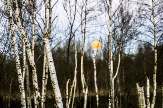 Birch forest (Betula pendula) in the evening light with rising full moon in the background,