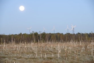 Moor landscape in daylight with moon and wind turbines on the horizon, birch forest (Betula