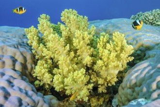 Underwater photo of yellow soft coral (Dendronephthya) growing between hard corals (Scleractinia)
