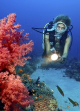 Underwater photo Diver looking at illuminated red soft coral (Dendronephthya) Soft corals near the