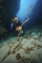 Underwater photo diver looking at illuminated spiral wire coral (Cirrhipathes spiralis), Indian