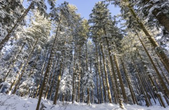 Winter landscape, snow-covered spruce forest, Picea abies, looking up into the treetops, winter,