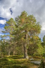 Large pine forest under blue sky with white clouds, peaceful atmosphere, Gutulia National Park,
