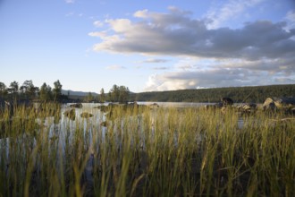 Tall grasses on lake shore, calm water area under partly cloudy sky, Gutulia National Park,