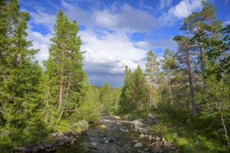 Wooded landscape with a river surrounded by green trees under a blue sky, Gutulia National Park,