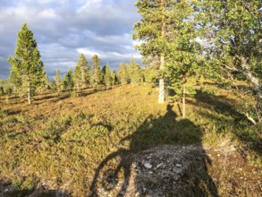 Idre, Dalarnas län, Sweden, shade from trees and a BMW G 650 GS Sertao enduro motorcycle falls on a