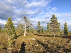 Idre, Dalarnas län, Sweden, Open landscape with trees under cloudy sky, light and shadow play a