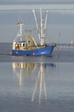 Blue fishing boat fishing trawler with reflection on still water under clear sky, Wadden Sea