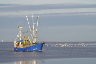 A fishing boat fishing trawler with seagulls around it in the sea under a wide sky, Wadden Sea