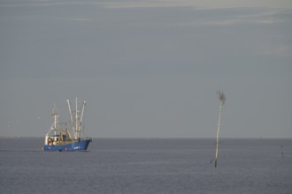 Fishing boat fishing trawler sails across calm sea jade breasts under a wide, cloudless sky on the