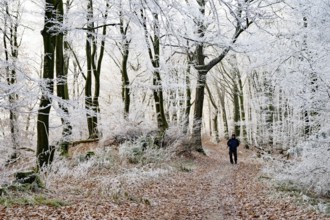 A walker walks along a forest trail lined with frosty trees in winter, Teutoburg Forest,