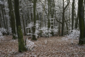 Snowy forest with bare trees and an atmosphere of peace and melancholy, Teutoburg Forest,