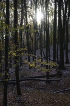 Sunbeams break through the canopy of a dense autumn forest on Hermannsweg, Teutoburg Forest,