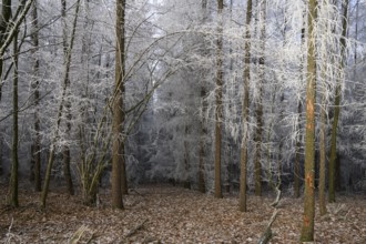 A quiet winter forest with snow-covered trees and still soil, Teutoburg Forest, Osnabrücker Land,
