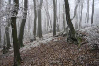 A snowy forest slope in winter fog with frosty structures on the trees, Teutoburg Forest,