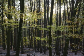 A quiet autumn forest with sunlight shining through the trees, Teutoburg Forest, Osnabrücker Land,