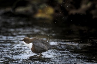 A dipper (Cinclus cinclus) shakes water from its feathers while standing in the river, Osnabrücker