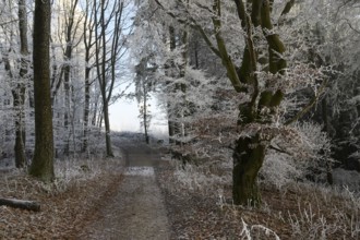 A mystical winter forest on the Hermannsweg with a trail lined with snow-covered trees, Teutoburg