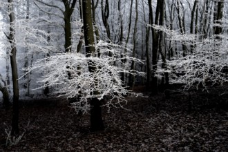 Black and white forest with icy branches and cool, dark atmosphere, Teutoburg Forest, Osnabrücker