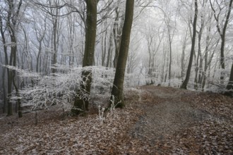 A snowy trail snakes through a quiet wintry forest on Hermannsweg, Teutoburg Forest, Osnabrücker