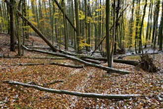 An autumnal forest with fallen branches and colorful leaves on the ground, Teutoburg Forest,