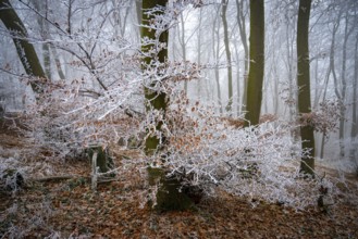 Frosty white branches in a foggy winter forest create a mystical atmosphere, Teutoburg Forest,