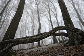 A winter forest covered in fog with frozen branches and barren atmosphere, Teutoburg Forest,