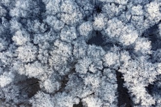 Dissen, Dissen am Teutoburg Forest, Lower Saxony, Germany, Snow-covered treetops form a dense, icy