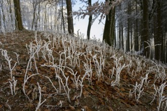 Frozen plants rise from the forest floor and have a wintery effect, Hermannsweg, Teutoburger Wald,