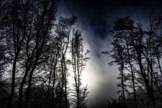 Black tree silhouettes against a dramatically cloudy night sky, Teutoburg Forest, Osnabrücker Land,