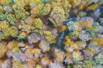 Melle, Lower Saxony, Germany, a small stream snakes through colorful autumn trees from a bird's eye