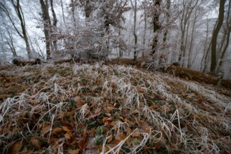 Frosty forest floor with icy leaves and foggy trees in a winter atmosphere, Teutoburg Forest,