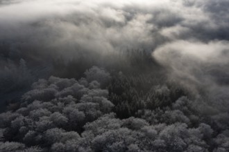 Dissen, Dissen am Teutoburger Wald, Lower Saxony, Germany, Frosty forests surrounded by clouds in a