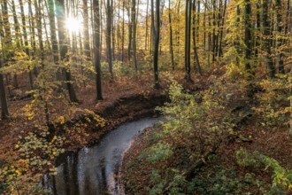 Melle, Lower Saxony, Germany, autumn forest with sun rays through the trees, stream snakes through